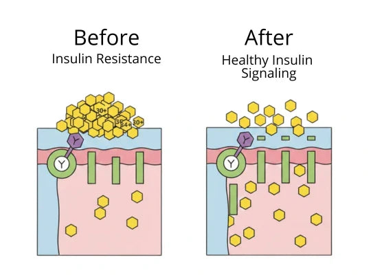 1. Restore Nitric Oxide (The Real Reason Your Blood Pressure Won't Drop)